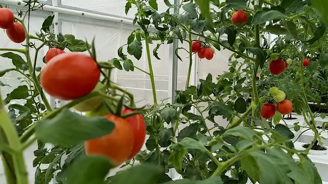 Budidaya Tomat Organik: Panduan Lengkap untuk Pemula