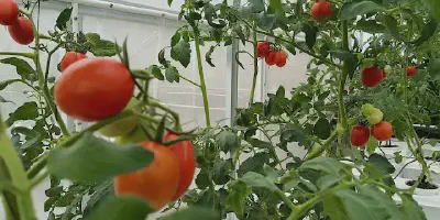 Budidaya Tomat Organik: Panduan Lengkap untuk Pemula