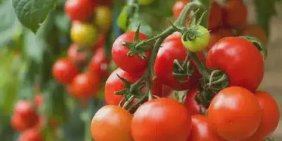Cara Budidaya Tomat Singkat dengan Hasil Terbaik