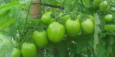 Cara Budidaya Tomat yang Baik: Panduan Lengkap untuk Pemula