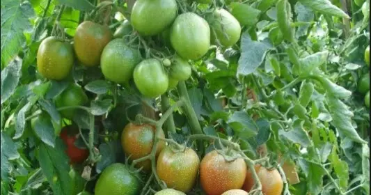 Cara Budidaya Tomat yang Benar: Tips dan Trik untuk Hasil yang Memuaskan