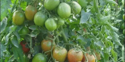 Cara Budidaya Tomat yang Benar: Tips dan Trik untuk Hasil yang Memuaskan