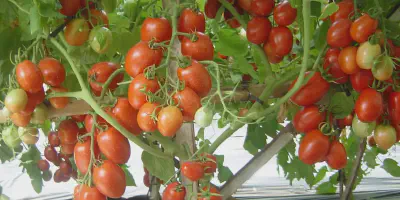 Cara Budidaya Tomat: Tips agar Tomat Anda Tumbuh Subur dan Berkualitas Tinggi