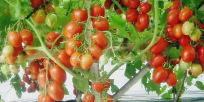 Panduan Lengkap Cara Mudah Budidaya Tomat untuk Pemula