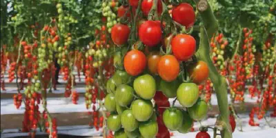 Download Budidaya Tomat PDF Gratis: Panduan Lengkap Step-by-Step