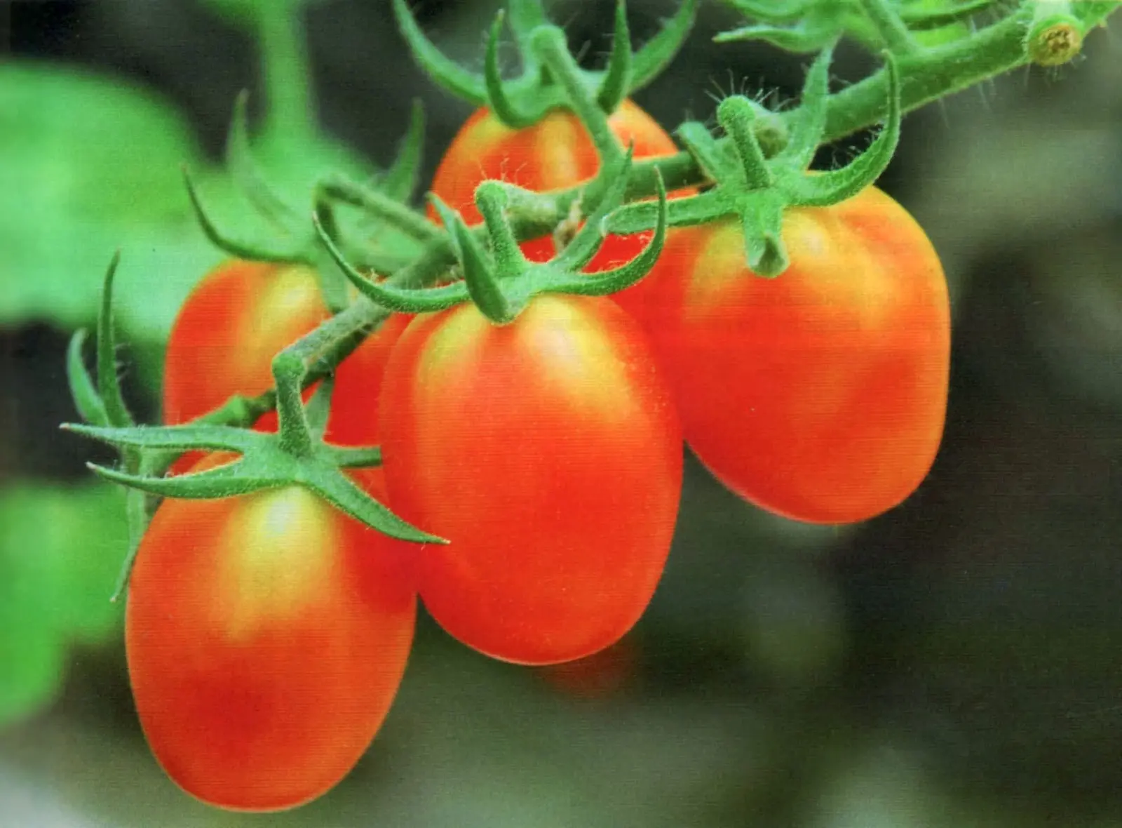 Jurnal Budidaya Tomat Organik: Tips dan Teknik untuk Menanam Tomat Tanpa Pesticide