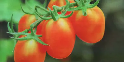 Jurnal Budidaya Tomat Organik: Tips dan Teknik untuk Menanam Tomat Tanpa Pesticide