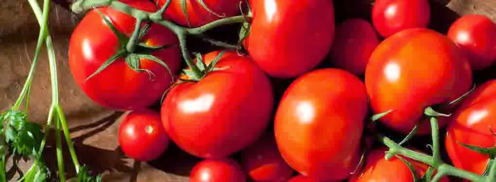 Rahasia Sukses Budidaya Tomat: Tips Praktis dan Efektif dalam Jurnal Budidaya Tomat