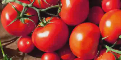 Rahasia Sukses Budidaya Tomat: Tips Praktis dan Efektif dalam Jurnal Budidaya Tomat