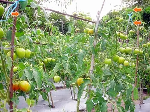 Panduan Budidaya Tomat Terbaik untuk Pemula