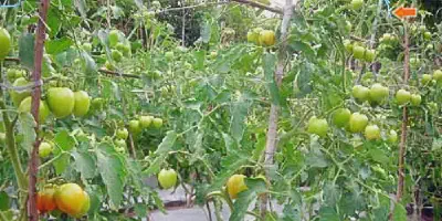 Panduan Budidaya Tomat Terbaik untuk Pemula