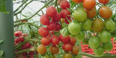 Proposal Budidaya Tomat: Panduan Lengkap Membangun Usaha Budidaya Tanaman Tomat yang Sukses