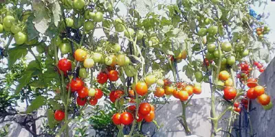 5 Teknik Budidaya Tomat Hibrida yang Wajib Diketahui!